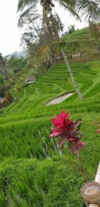 Jatiluwith Reis Terrassen Bali